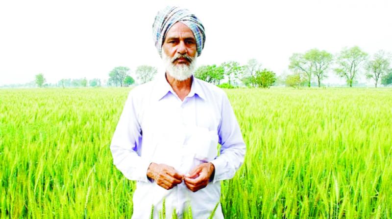 Farmer Farmer