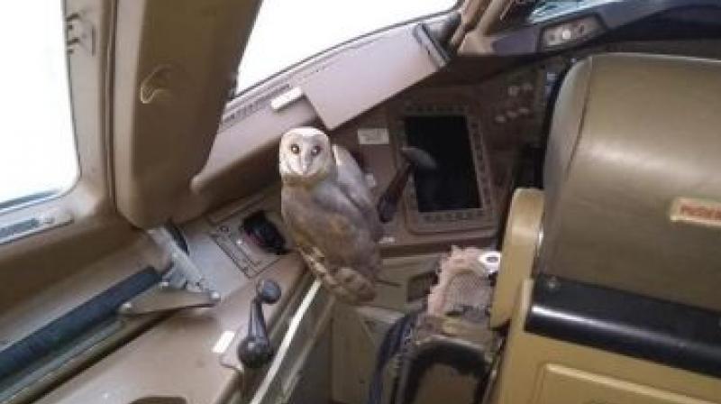 Owl in Jet Airway Owl in Jet Airway
