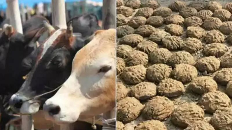 Indian doctors warn against cow dung as COVID cure