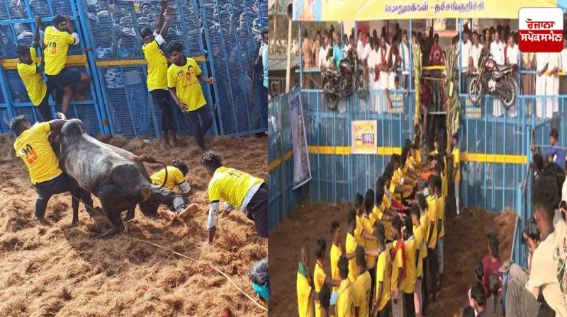 7 people died, more than 400 injured during Jallikattu game in Tamil Nadu Latest news in Punjabi 7 people died, more than 400 injured during Jallikattu game in Tamil Nadu Latest news in Punjabi