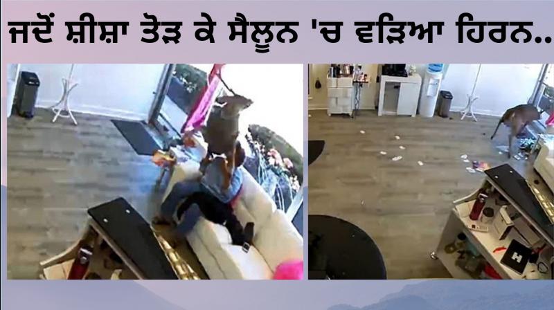 Shop then the Deer Broke Shop then the Deer Broke