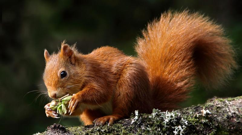 Squirrel Squirrel