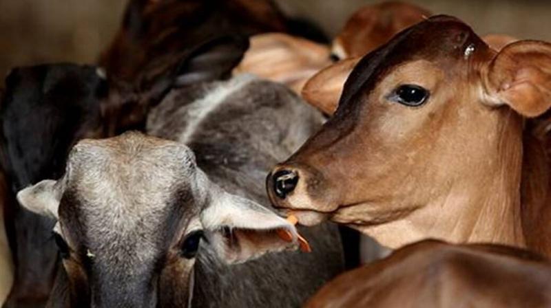Cow Cow
