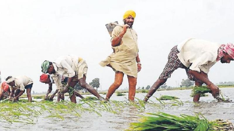 Paddy season starts in Punjab but labor disappears Paddy season starts in Punjab but labor disappears