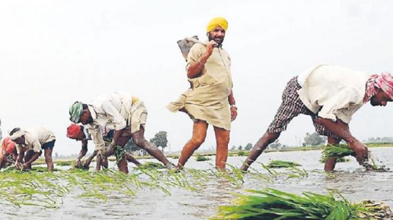 Paddy season starts in Punjab but labor disappears