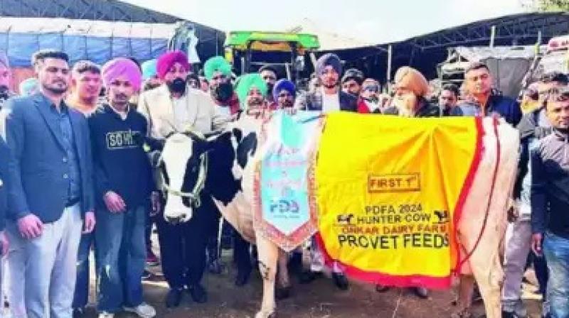 Moga farmer's 'Hunter' sets record with 74kg milk yield in 24 hours Moga farmer's 'Hunter' sets record with 74kg milk yield in 24 hours