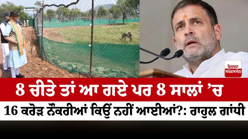 Rahul Gandhi's ‘16 crore jobs’ dig at PM Modi as Cheetahs return to India