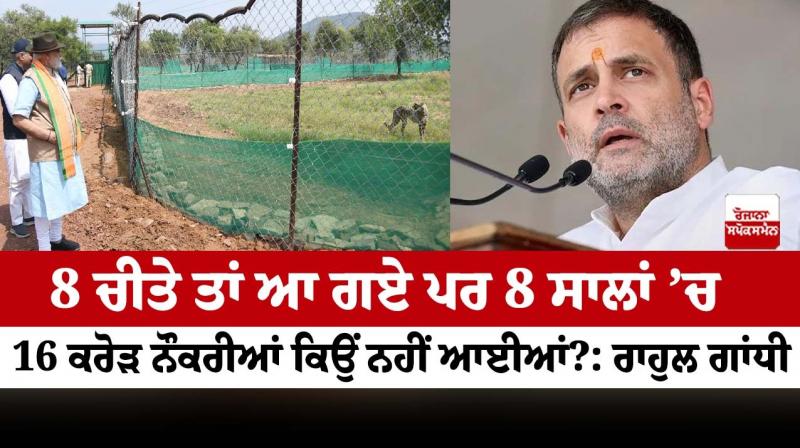 Rahul Gandhi's ‘16 crore jobs’ dig at PM Modi as Cheetahs return to India Rahul Gandhi's ‘16 crore jobs’ dig at PM Modi as Cheetahs return to India