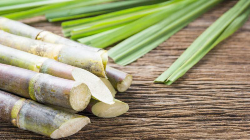 Sugarcane Sugarcane