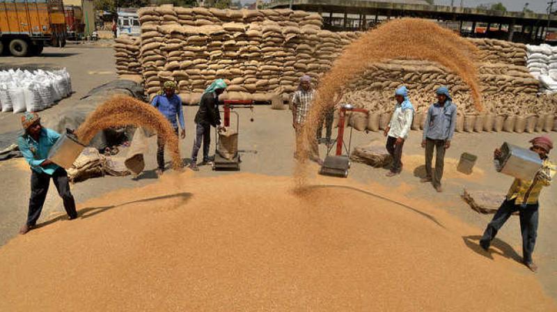 Government procurement of wheat starts from today in Punjab Government procurement of wheat starts from today in Punjab