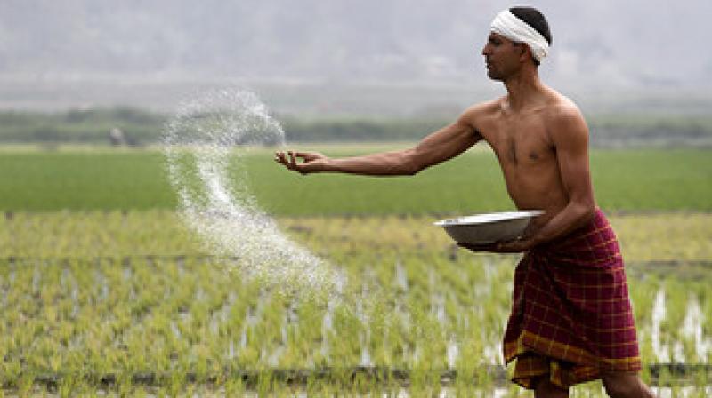 Farmer Farmer