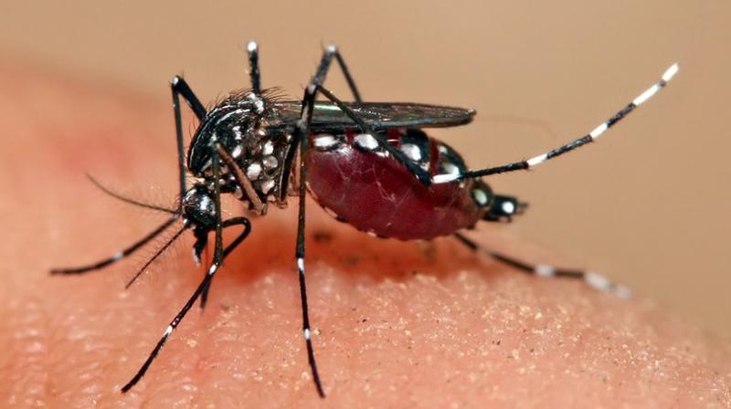 Dengue Dengue