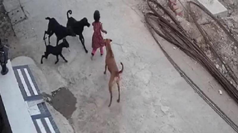  Stray dogs maul 4-year-old girl in Bhopal