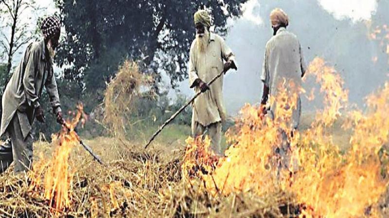 Burning Crops Burning Crops