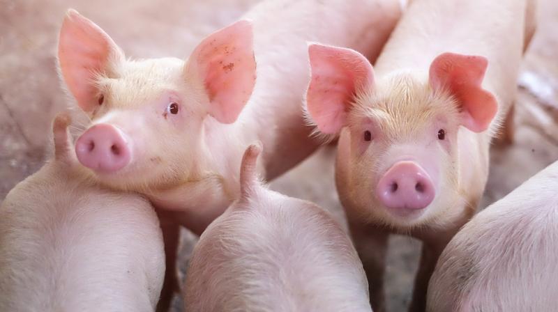 Pigs Pigs