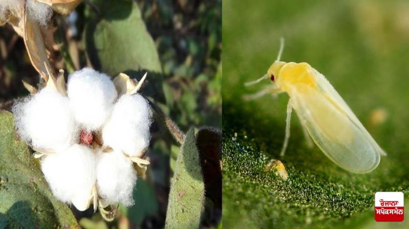 Attack of white fly on cotton crop in Punjab
