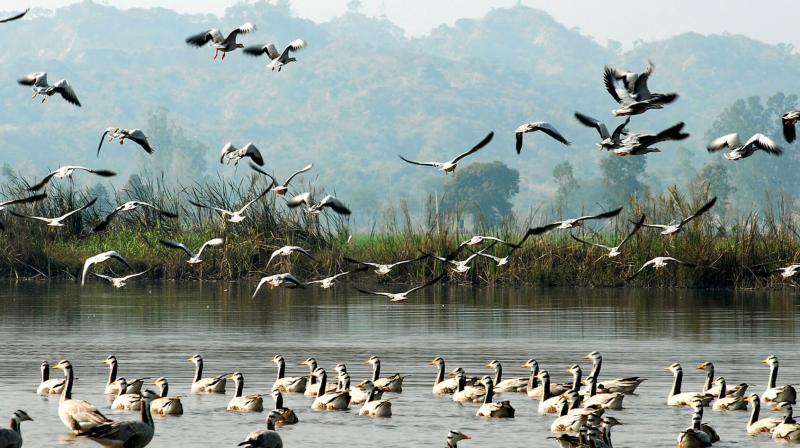 Migratory birds increased in the, Motemajra Dhab