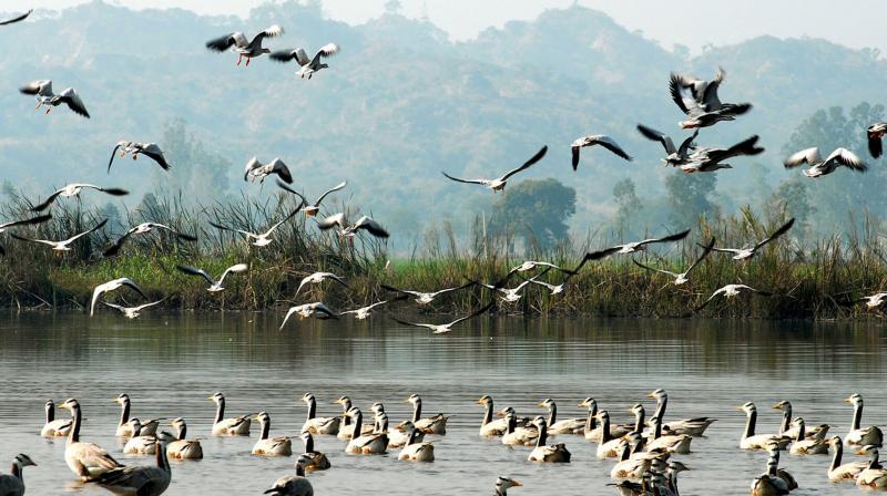 Migratory birds increased in the, Motemajra Dhab Migratory birds increased in the, Motemajra Dhab