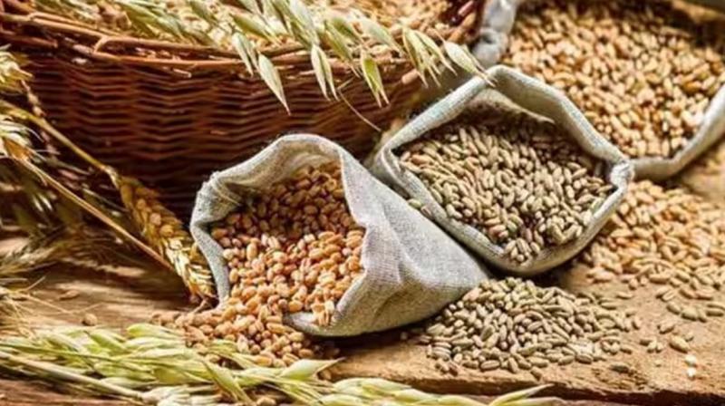More than 1 lakh applications received for subsidized wheat seeds: Gurmeet Singh Khudian More than 1 lakh applications received for subsidized wheat seeds: Gurmeet Singh Khudian