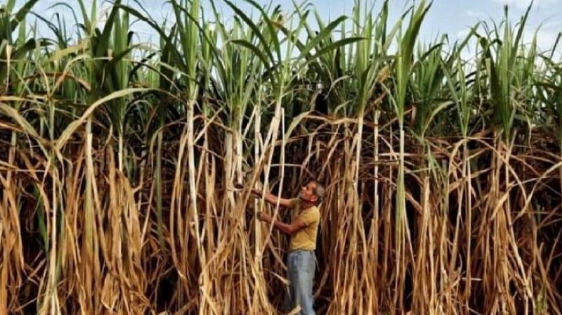 Diwali gift to Haryana farmers: Sugarcane price increased by Rs 14 this year Diwali gift to Haryana farmers: Sugarcane price increased by Rs 14 this year