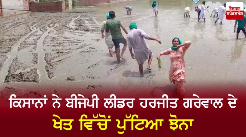 Farmers uproot paddy from BJP leader Harjeet Grewal's field Farmers uproot paddy from BJP leader Harjeet Grewal's field