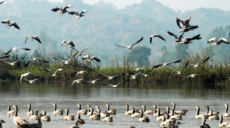 Arrival of migratory birds begins at Motemajra's Dhab
