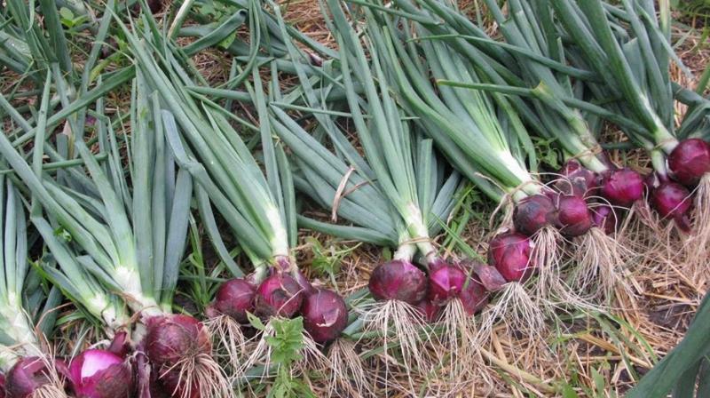Onion Cultivation 