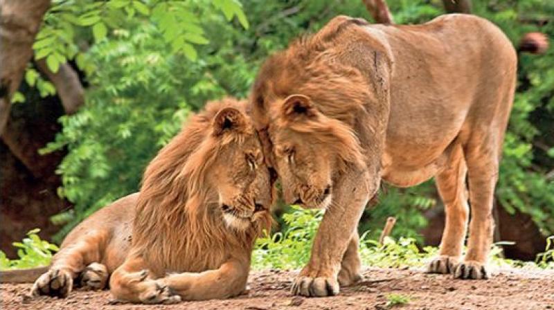 Asian lions Asian lions