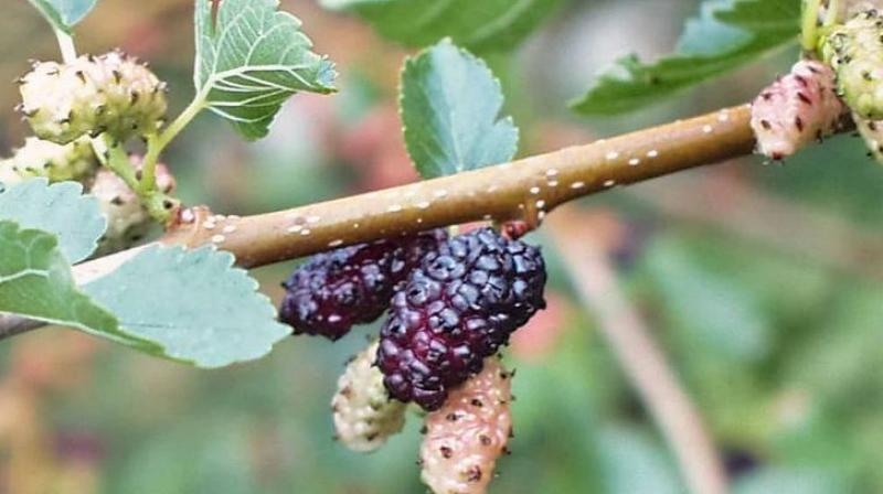 Mo mulberry cultivation