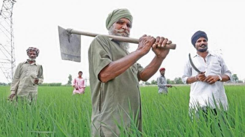 Farmer Farmer