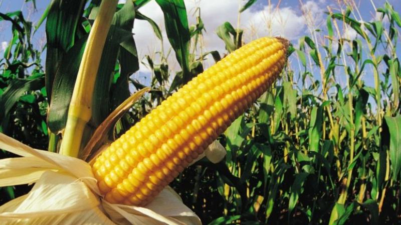 Corn Corn