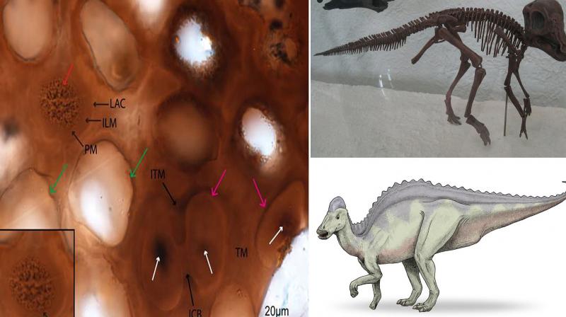 Scientists call dinosaur parts 75 million years old the newest species Scientists call dinosaur parts 75 million years old the newest species