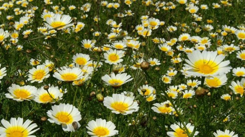 Chrysanthemum Cultivation Chrysanthemum Cultivation