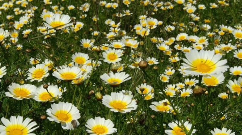 Chrysanthemum Cultivation