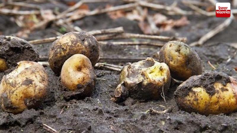 The risk of blight on potatoes increased With the rain Farming News
