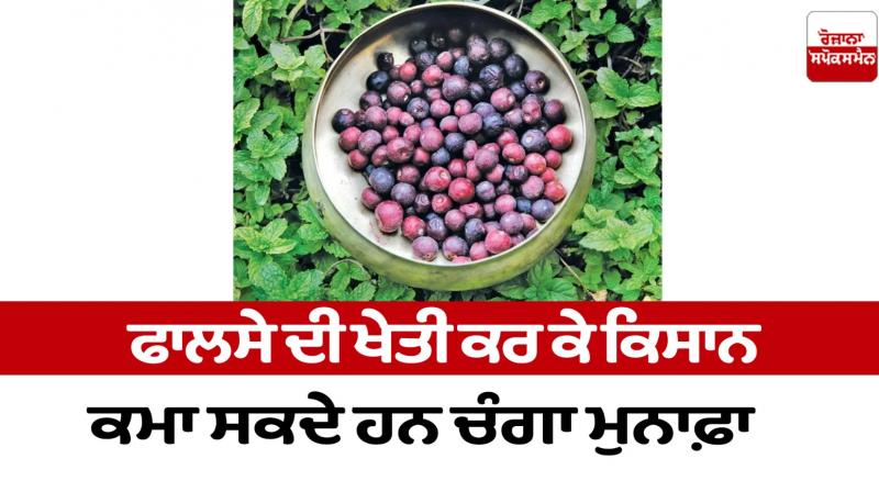 Farmers can earn good profits by cultivating falsa Farming News Farmers can earn good profits by cultivating falsa Farming News