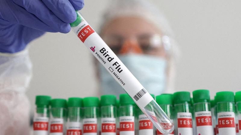 A 4-year-old child became a victim of bird flu in India News in punjabi A 4-year-old child became a victim of bird flu in India News in punjabi