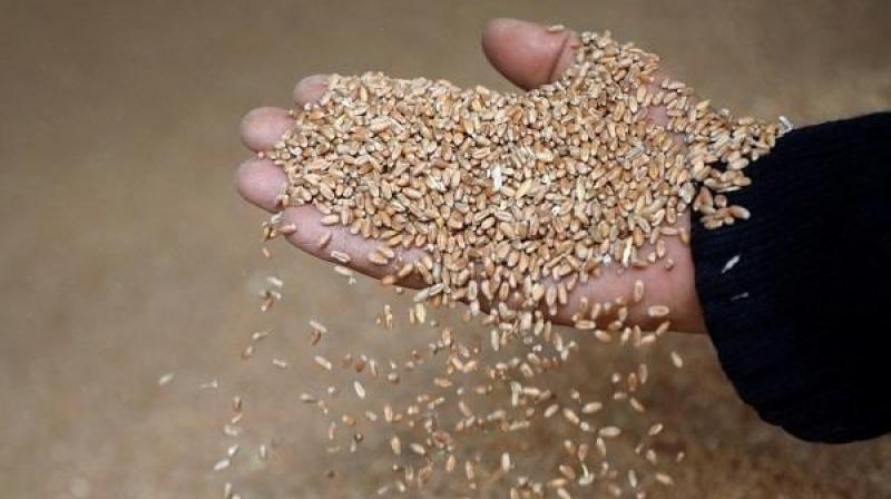 India will sell wheat to Egypt India will sell wheat to Egypt