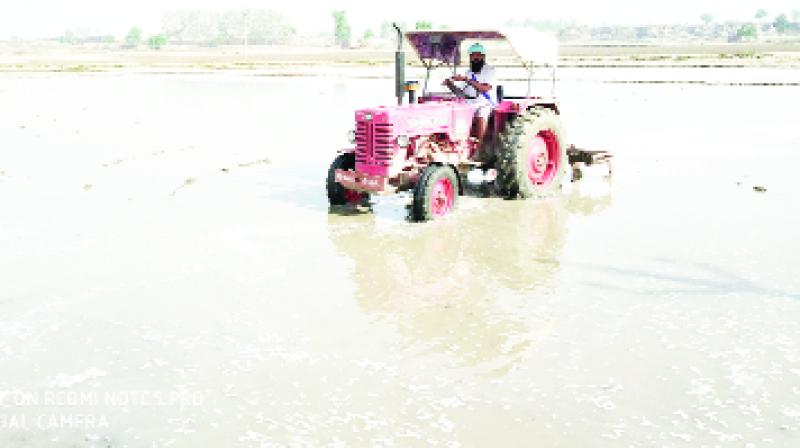 Farmers Prepare Fields For Paddy Transplantation Farmers Prepare Fields For Paddy Transplantation