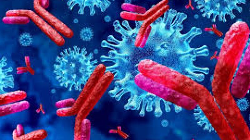 Antibodies Antibodies