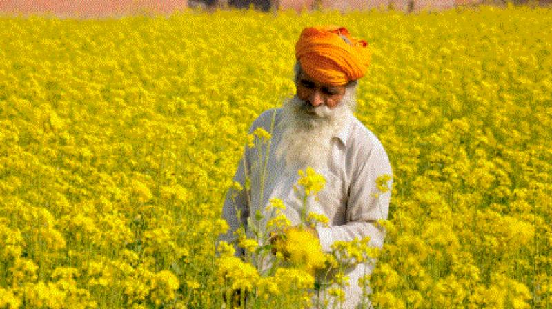 FARMER FARMER