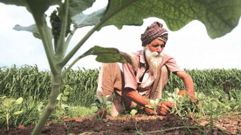 Farmer Farmer