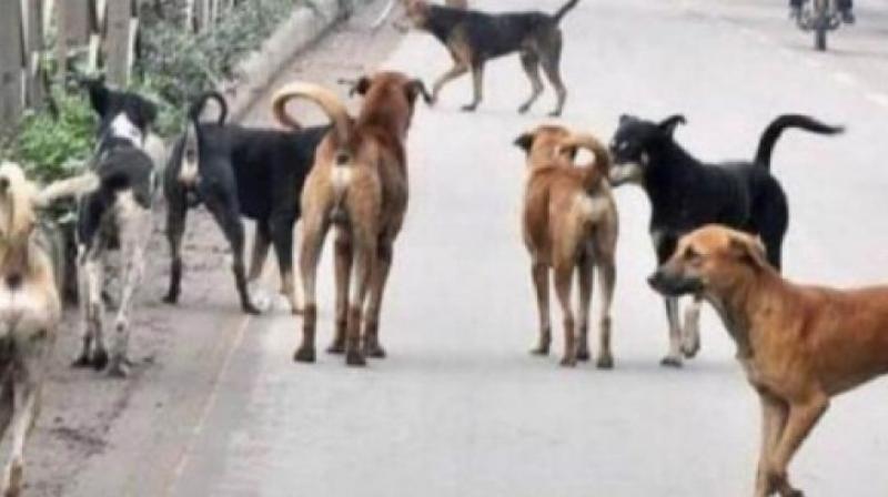 Dogs Dogs