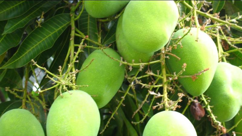 Raw mango Raw mango