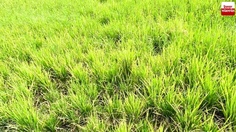 A farmer from village Rajomajra cultivated three acres of crops A farmer from village Rajomajra cultivated three acres of crops