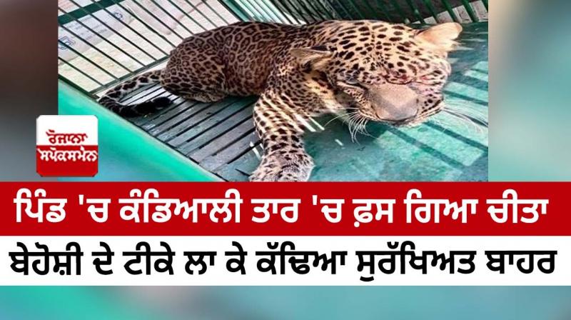 A leopard entered Villahe at Hoshiarpur, the forest team caught it