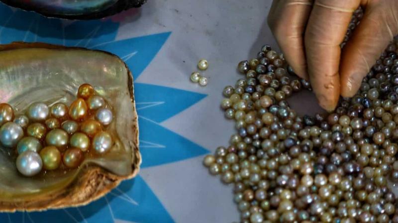 Farmers can earn a lot of money by cultivating pearls Farmers can earn a lot of money by cultivating pearls