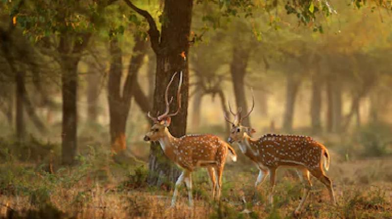 Know about first private wildlife sanctuary in india