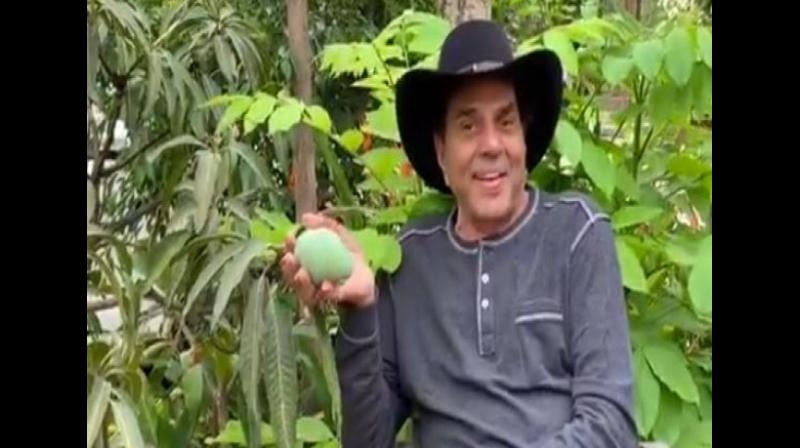 dharmendra video viral mango tree