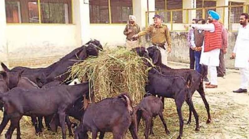 Inspection at Farm